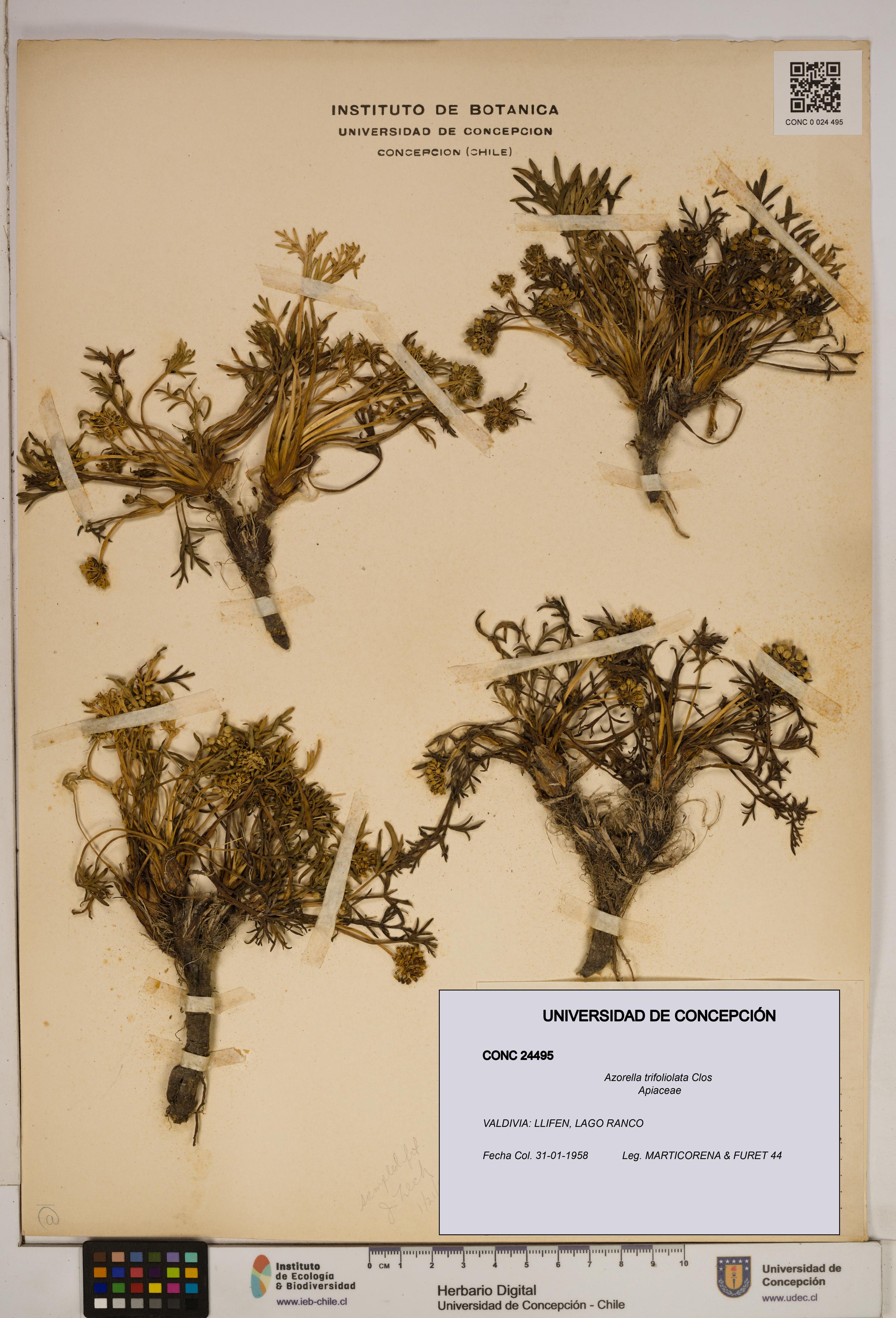 Azorella trifoliolata [Espécimen: ]