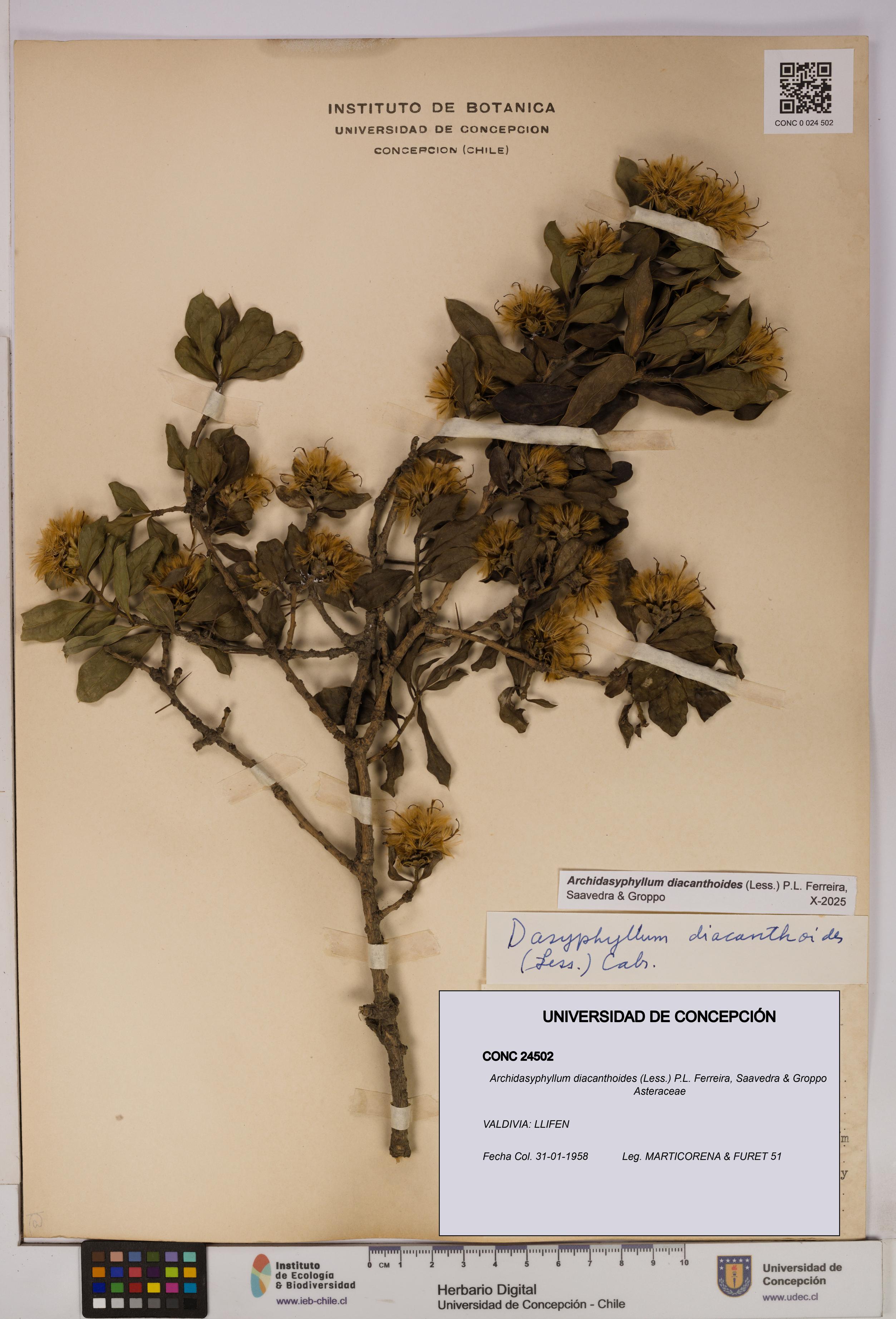 Archidasyphyllum diacanthoides [Espécimen: UDEC:CONC:0024502]