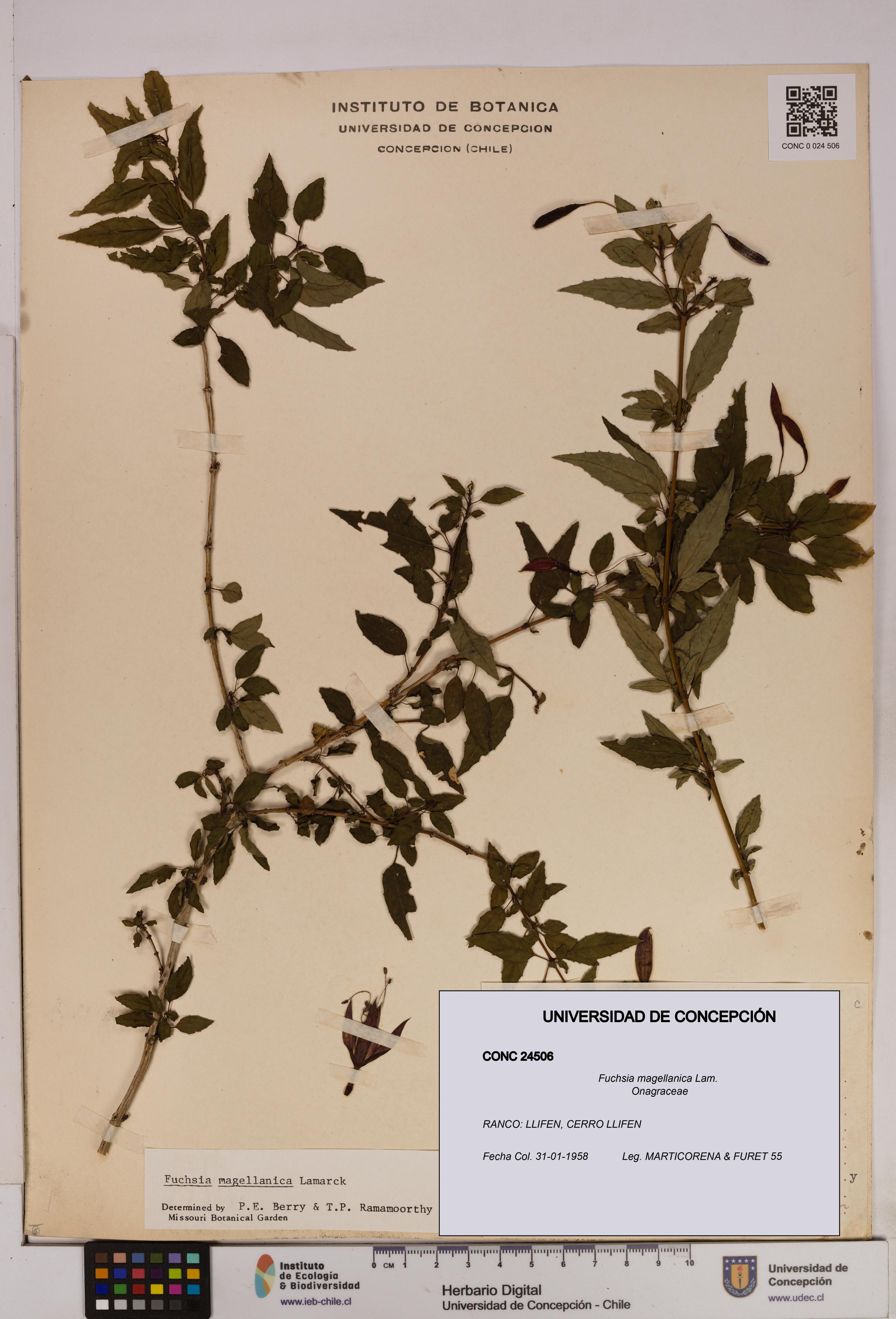 Fuchsia magellanica [Espécimen: UDEC:CONC:0024506]