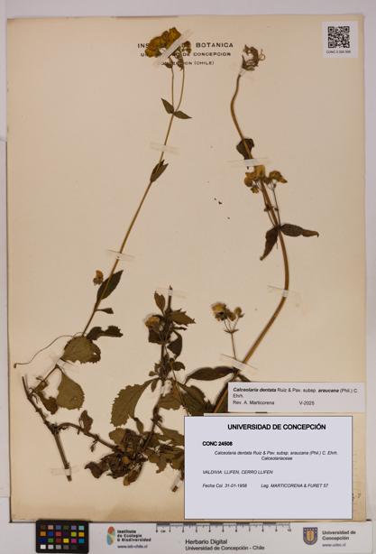 Calceolaria dentata subsp. araucana [Espécimen: UDEC:CONC:0024508]