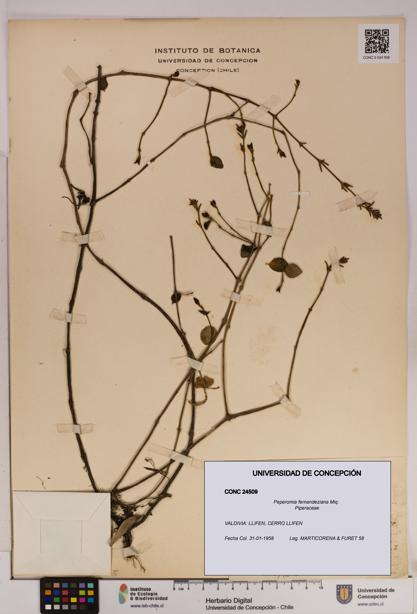 Peperomia fernandeziana [Espécimen: UDEC:CONC:0024509]