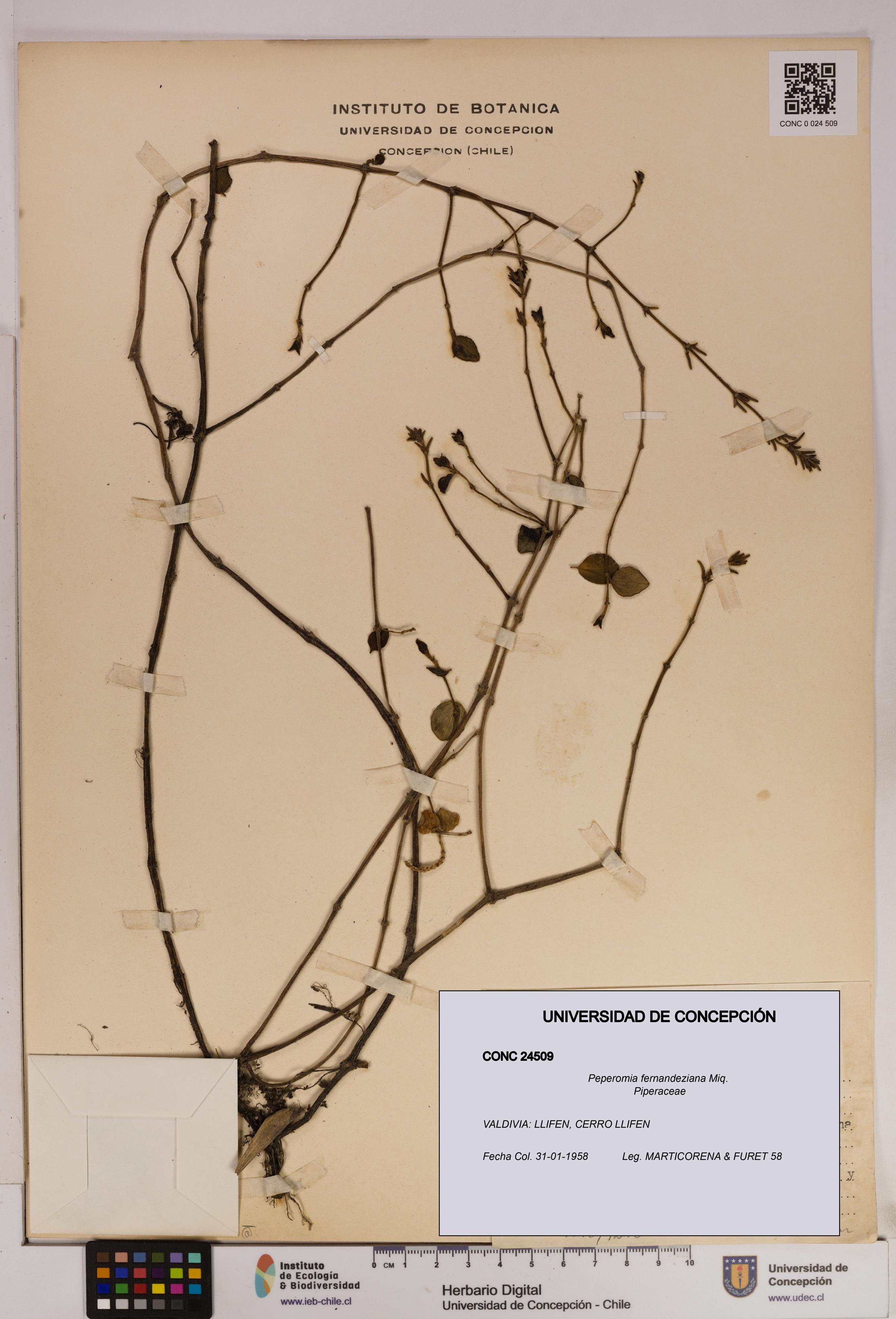 Peperomia fernandeziana [Espécimen: UDEC:CONC:0024509]