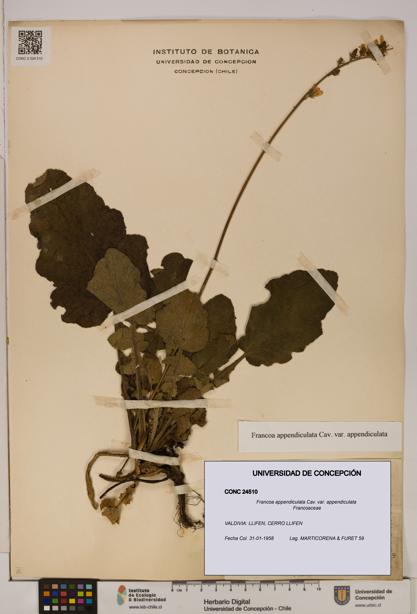 Francoa appendiculata [Espécimen: ]