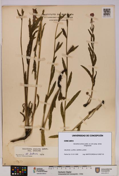 Oenothera stricta subsp. stricta [Espécimen: UDEC:CONC:0024514]