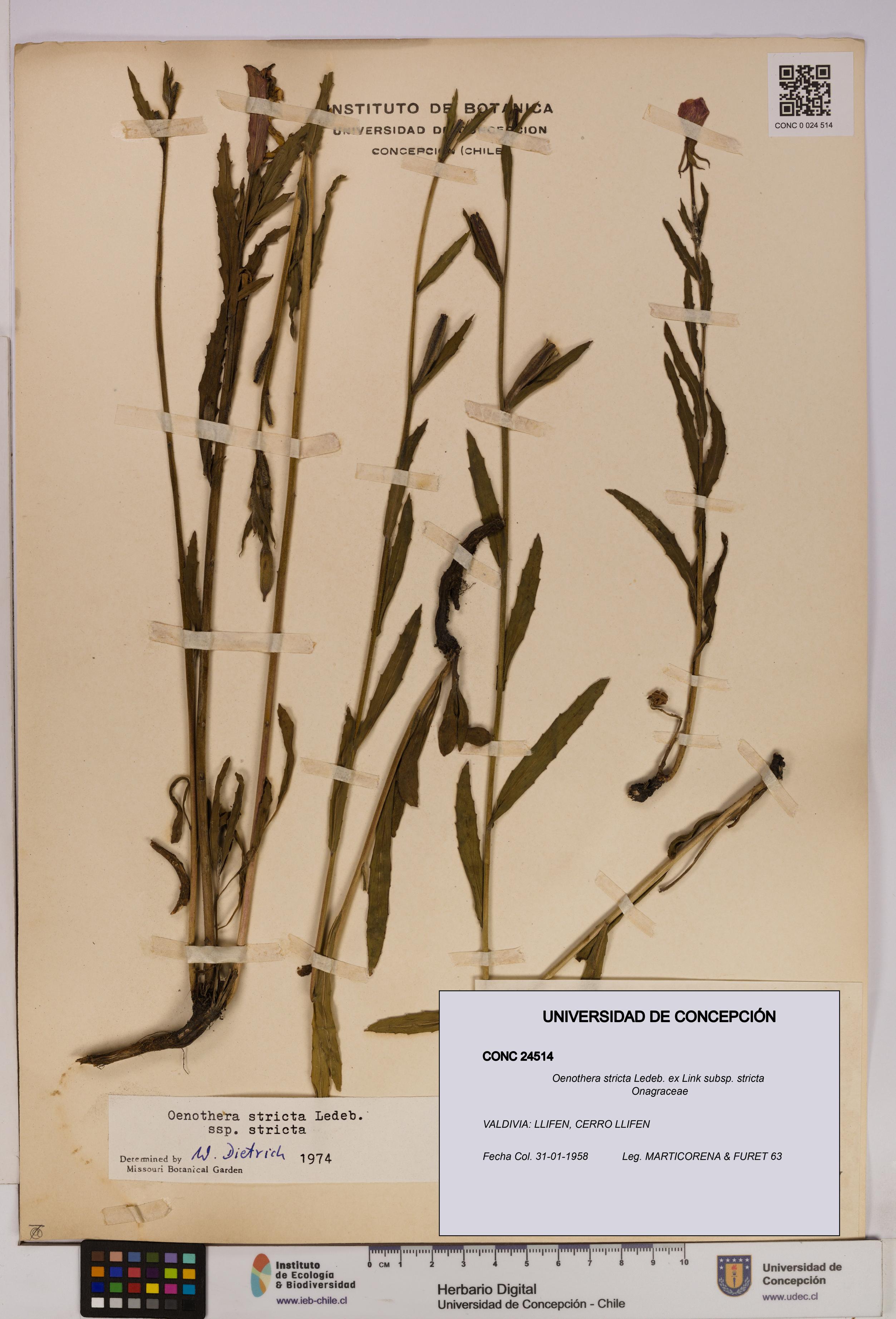 Oenothera stricta subsp. stricta [Espécimen: UDEC:CONC:0024514]