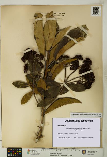 Hydrangea serratifolia [Espécimen: UDEC:CONC:0024517]