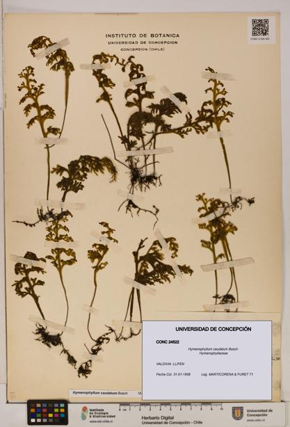 Hymenophyllum caudatum [Espécimen: UDEC:CONC:0024522]
