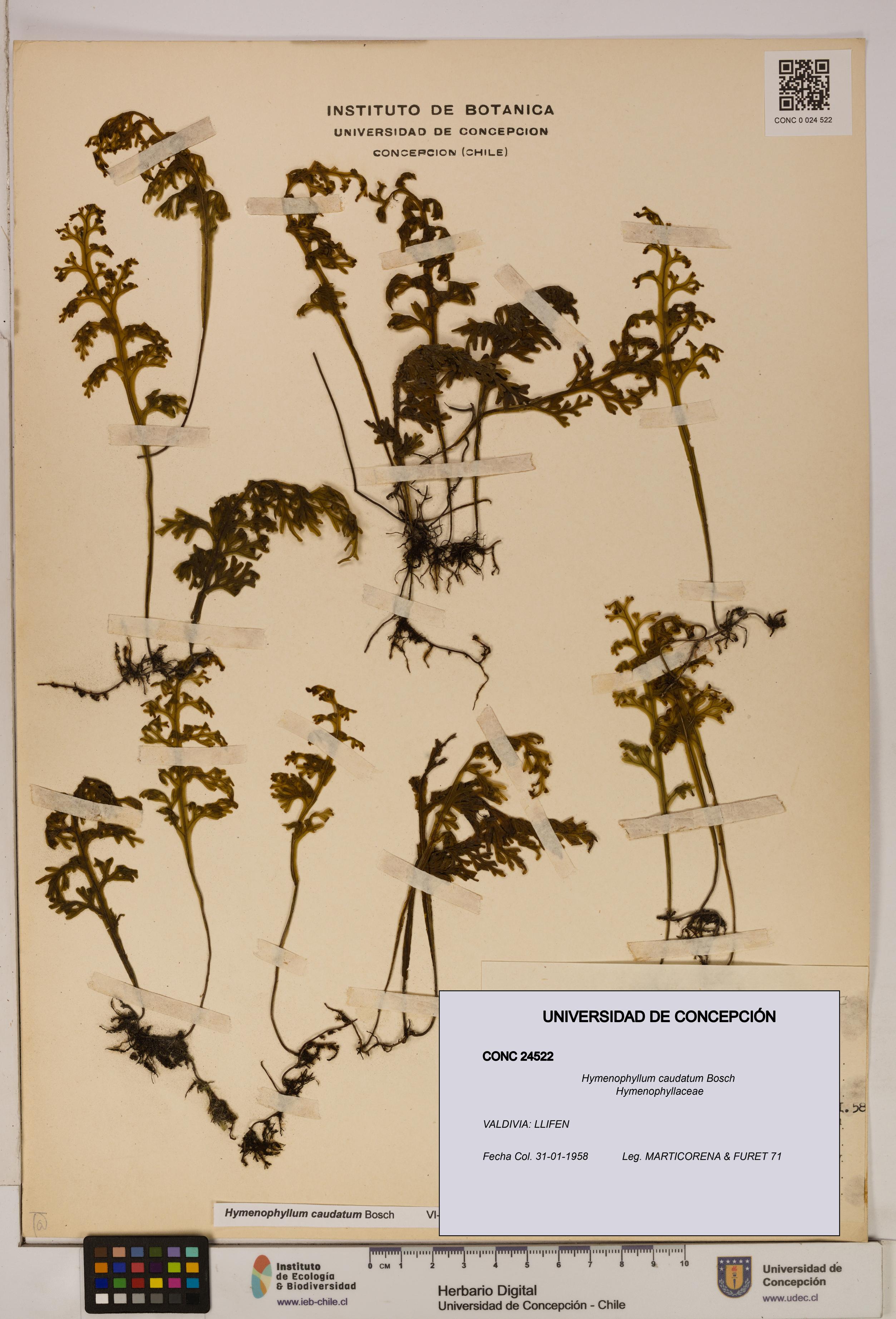 Hymenophyllum caudatum [Espécimen: UDEC:CONC:0024522]