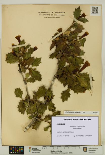 Desfontainia fulgens [Espécimen: UDEC:CONC:0024530]