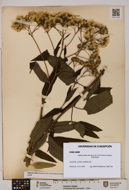 Pelseria otites [Espécimen: ]