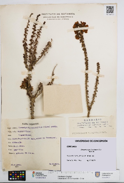 Balsamocarpon brevifolium [Espécimen: UDEC:CONC:0024550]