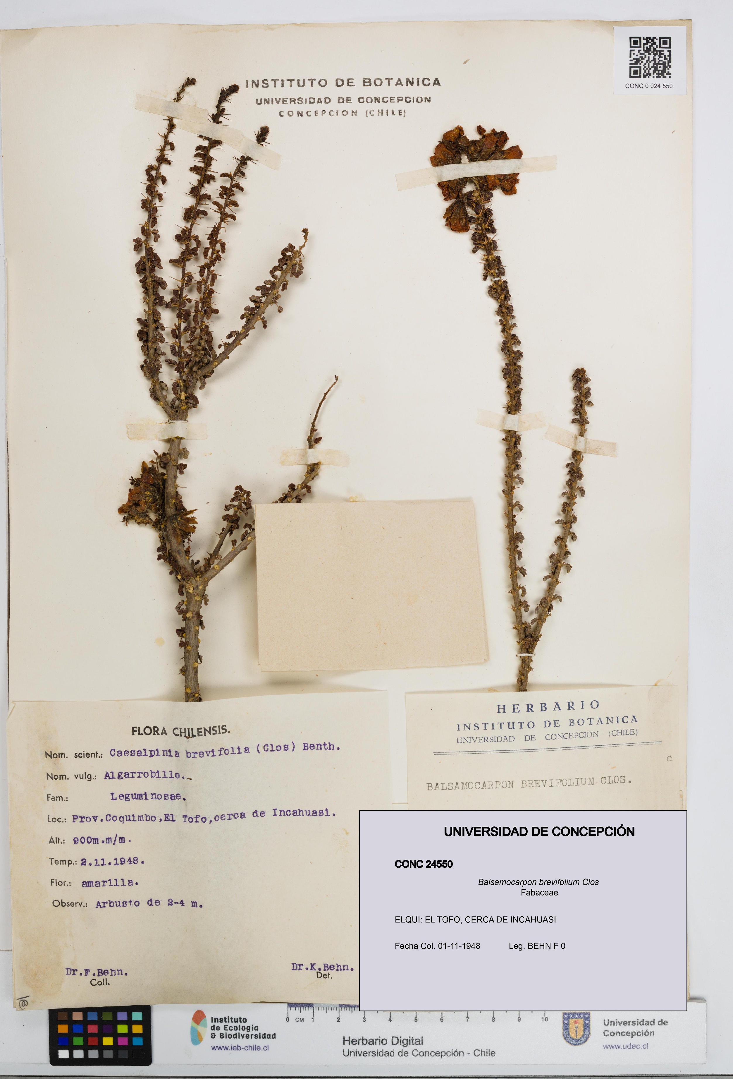 Balsamocarpon brevifolium [Espécimen: UDEC:CONC:0024550]