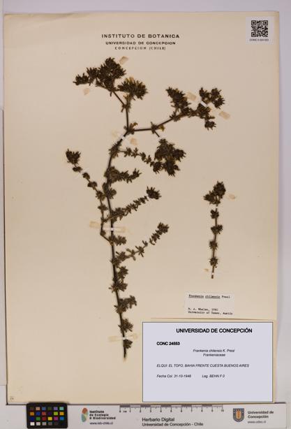 Frankenia chilensis [Espécimen: UDEC:CONC:0024553]