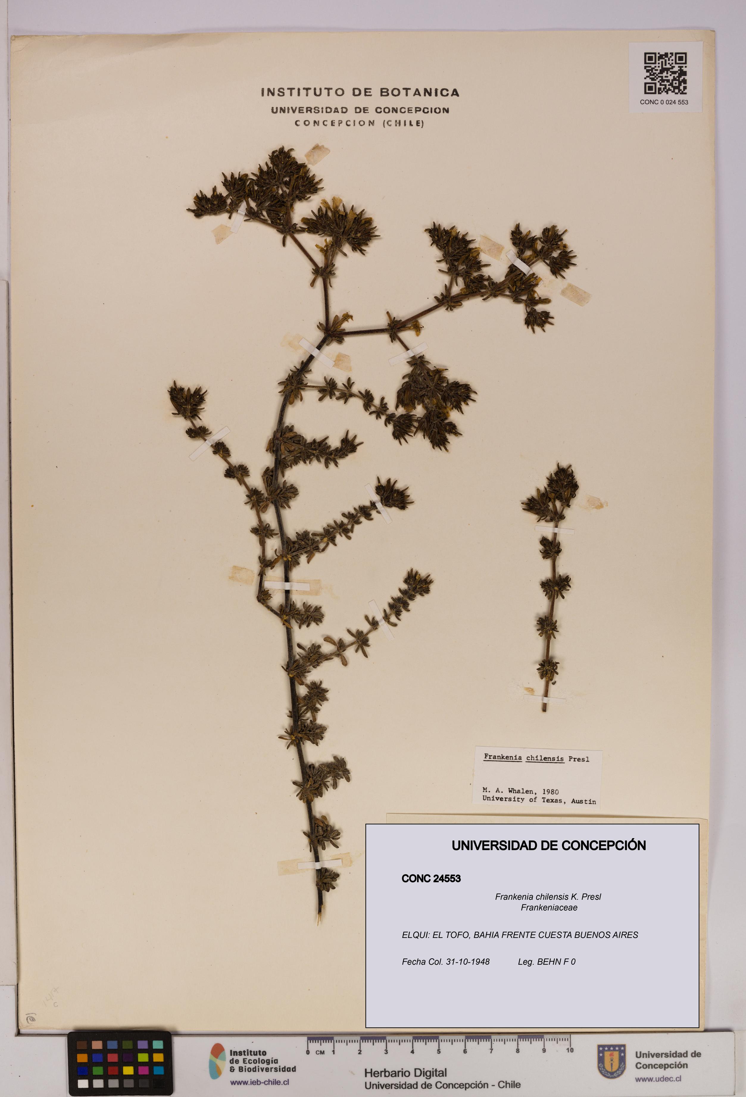 Frankenia chilensis [Espécimen: UDEC:CONC:0024553]
