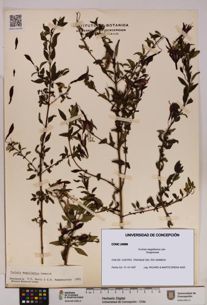 Fuchsia magellanica [Espécimen: UDEC:CONC:0024568]