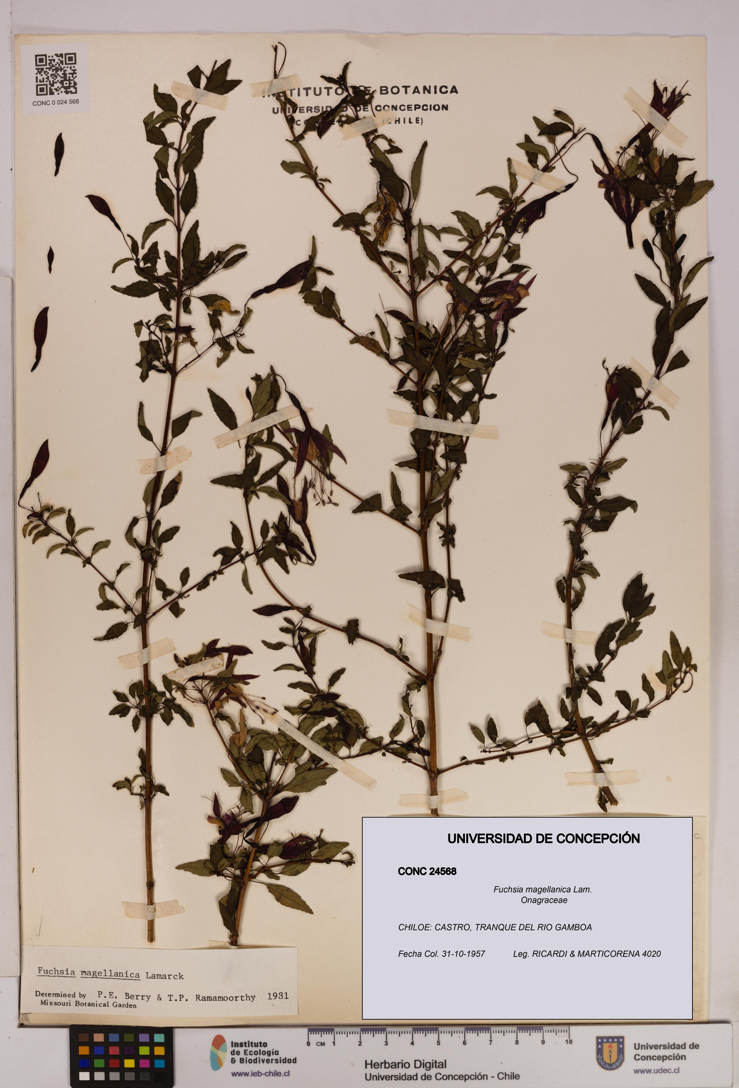 Fuchsia magellanica [Espécimen: UDEC:CONC:0024568]