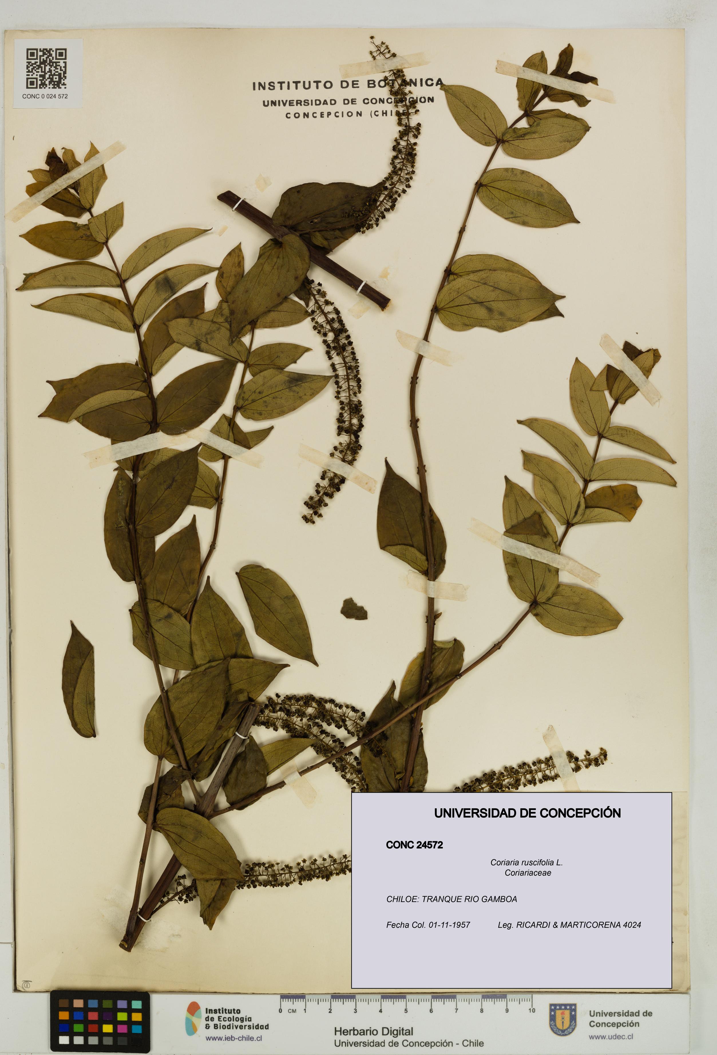 Coriaria ruscifolia [Espécimen: ]