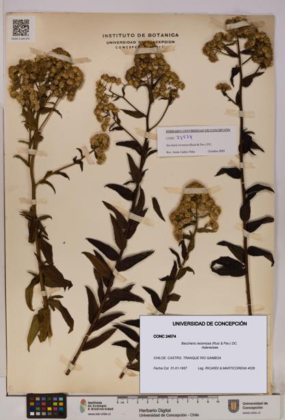 Baccharis racemosa [Espécimen: UDEC:CONC:0024574]
