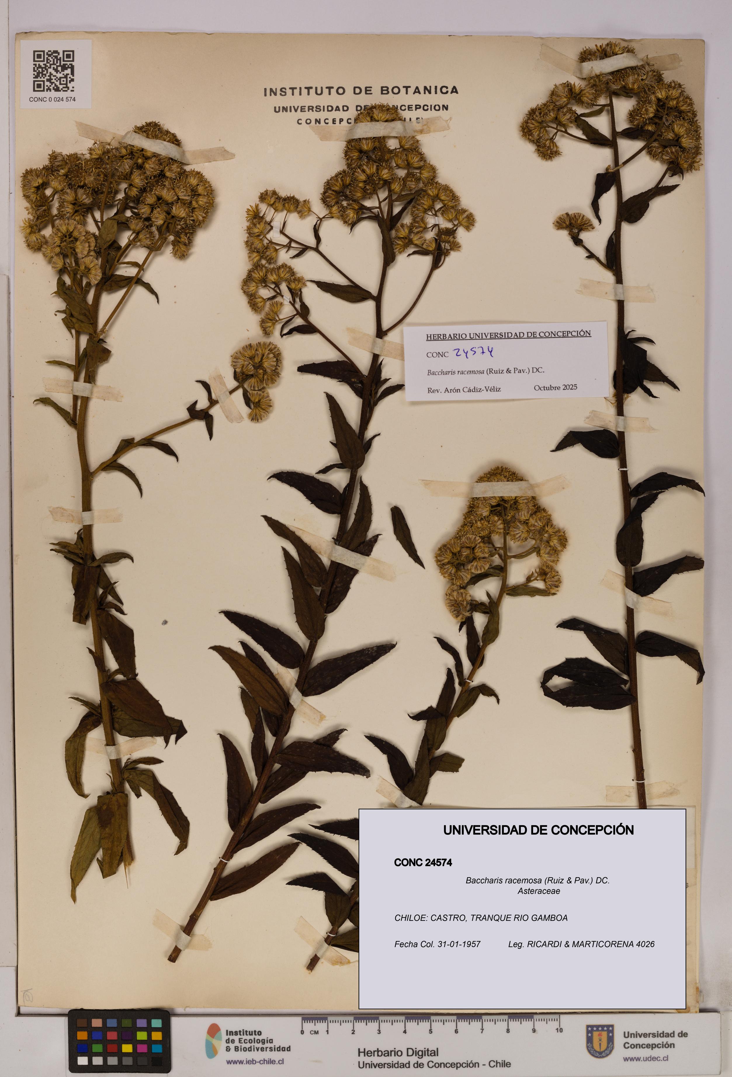 Baccharis racemosa [Espécimen: UDEC:CONC:0024574]