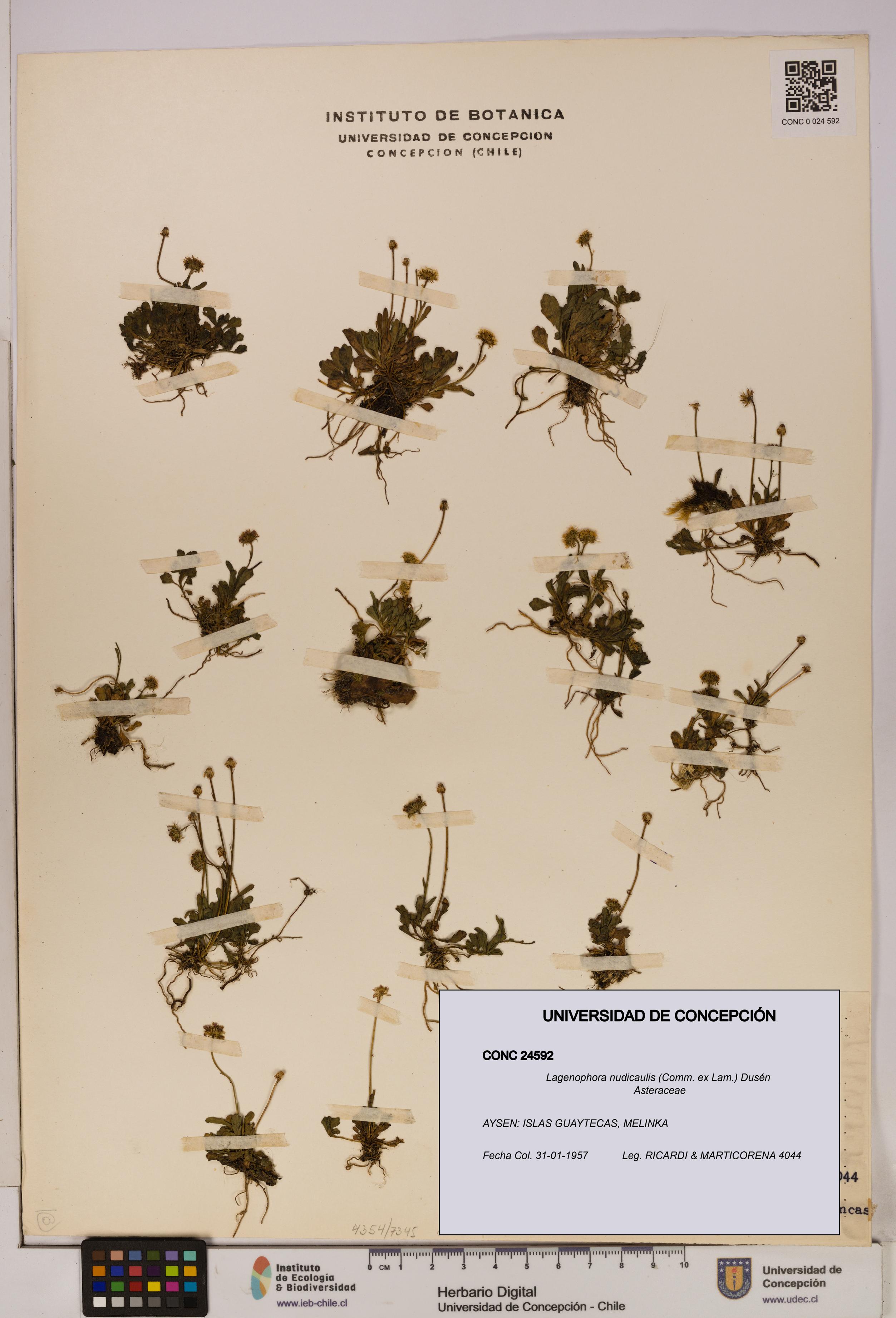 Lagenophora nudicaulis [Espécimen: ]