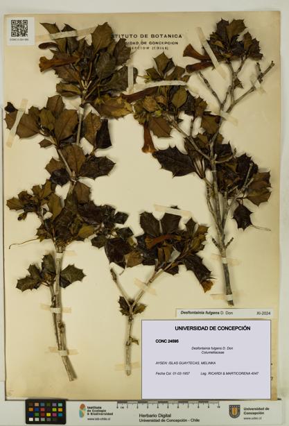 Desfontainia fulgens [Espécimen: UDEC:CONC:0024595]