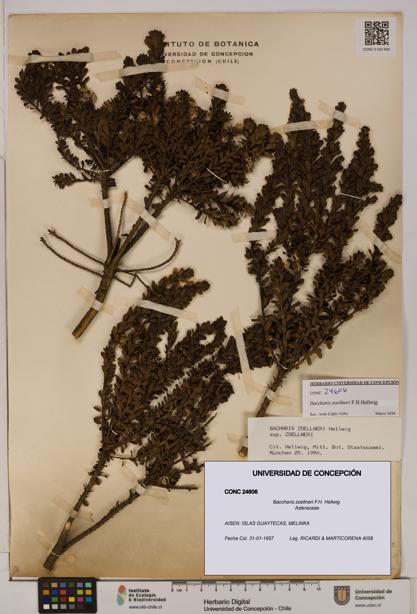 Baccharis zoellneri [Espécimen: UDEC:CONC:0024606]