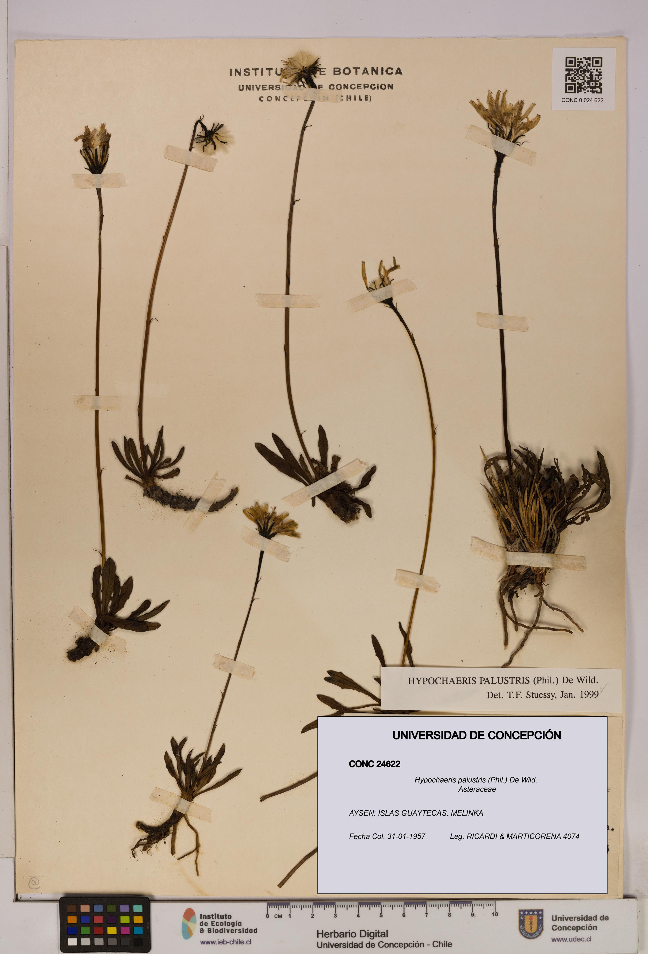 Hypochaeris palustris [Espécimen: UDEC:CONC:0024622]