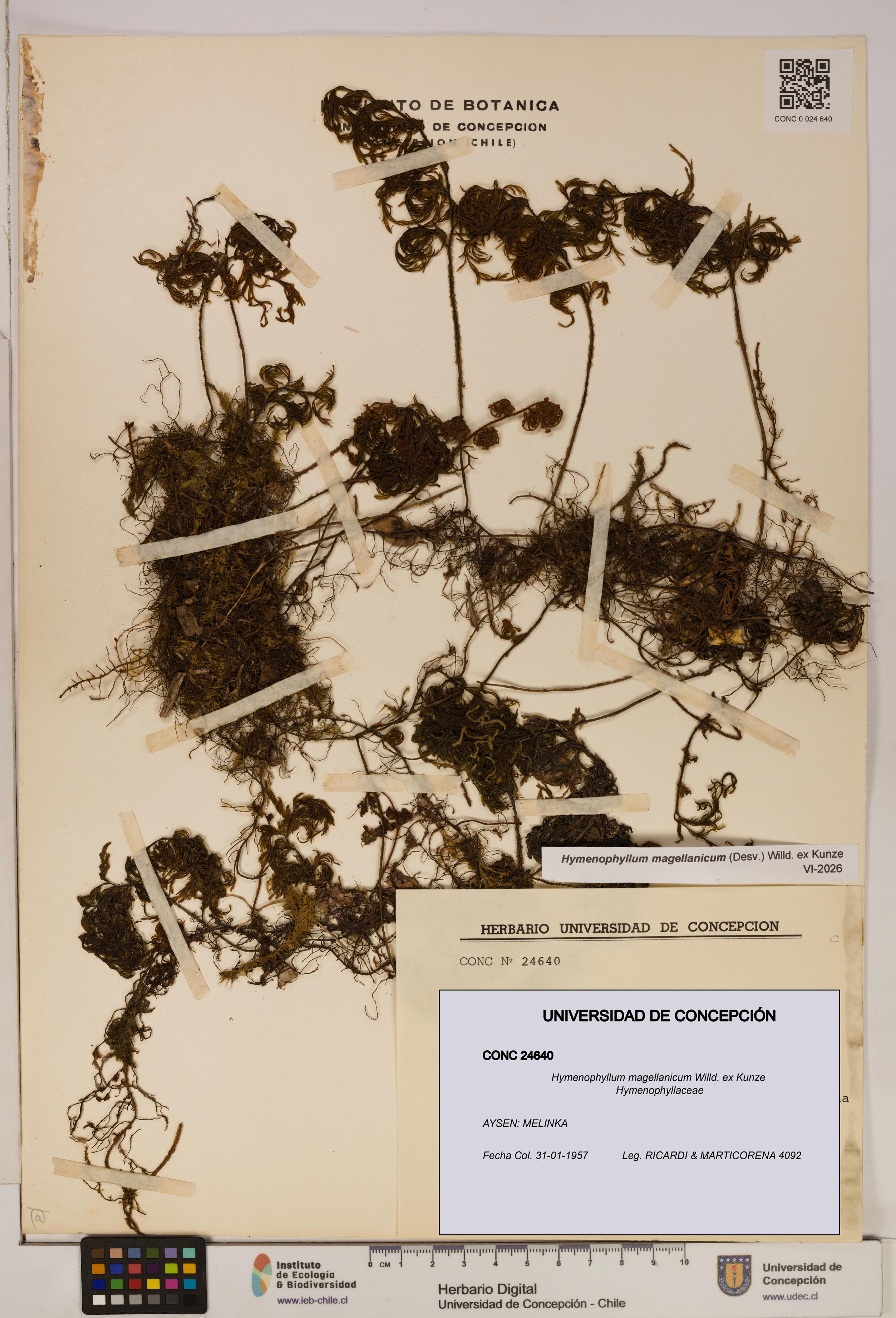 Hymenophyllum magellanicum [Espécimen: ]