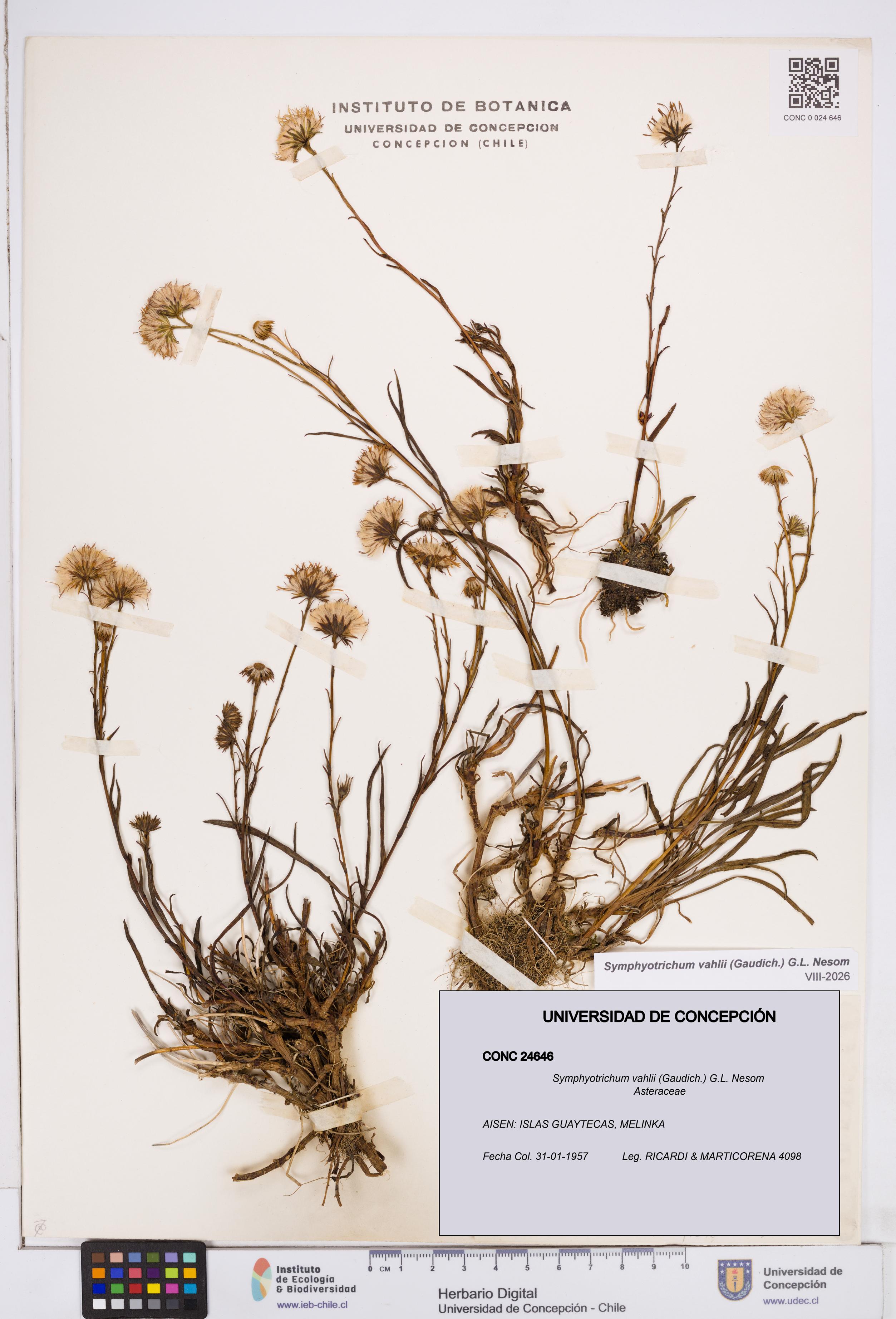 Symphyotrichum vahlii [Espécimen: ]