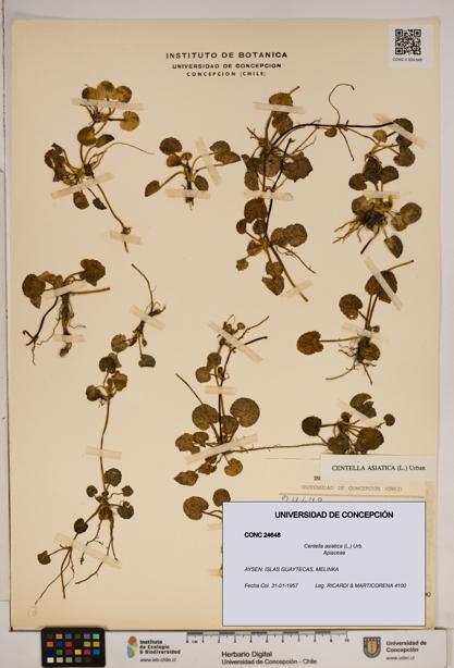 Centella asiatica [Espécimen: ]