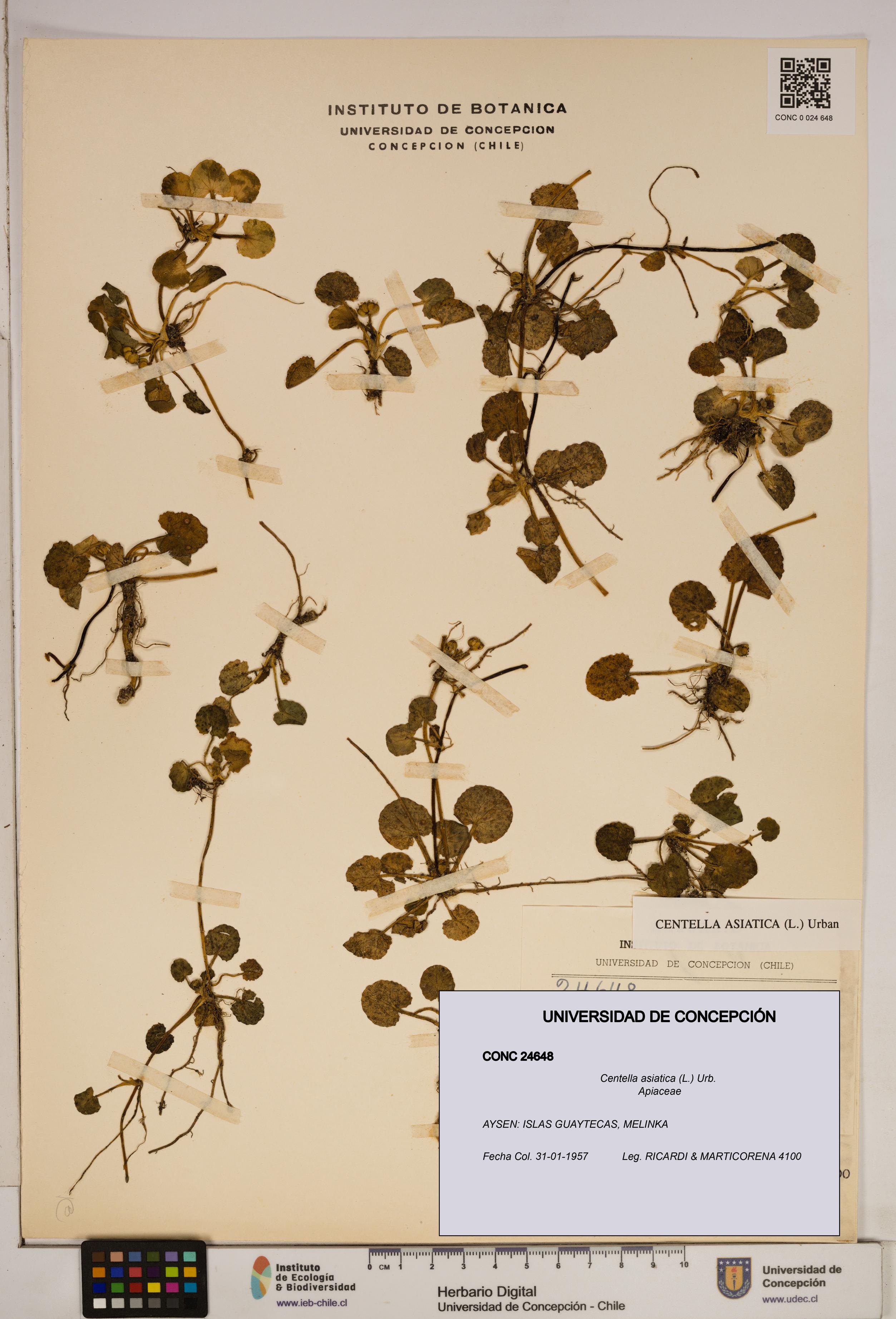 Centella asiatica [Espécimen: ]