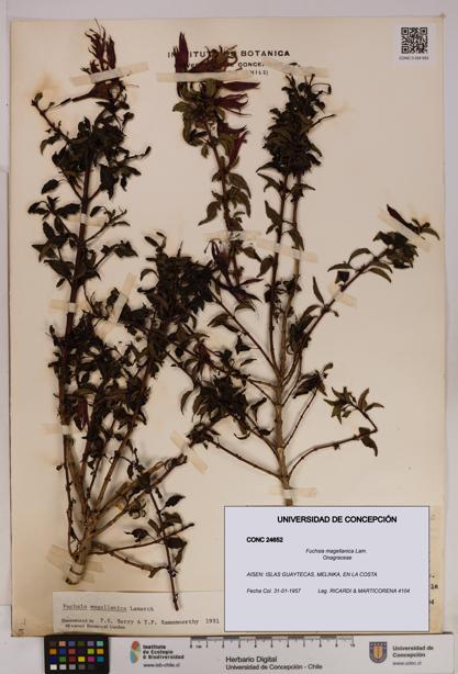 Fuchsia magellanica [Espécimen: UDEC:CONC:0024652]
