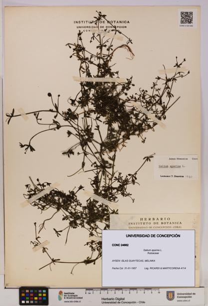 Galium aparine [Espécimen: UDEC:CONC:0024662]
