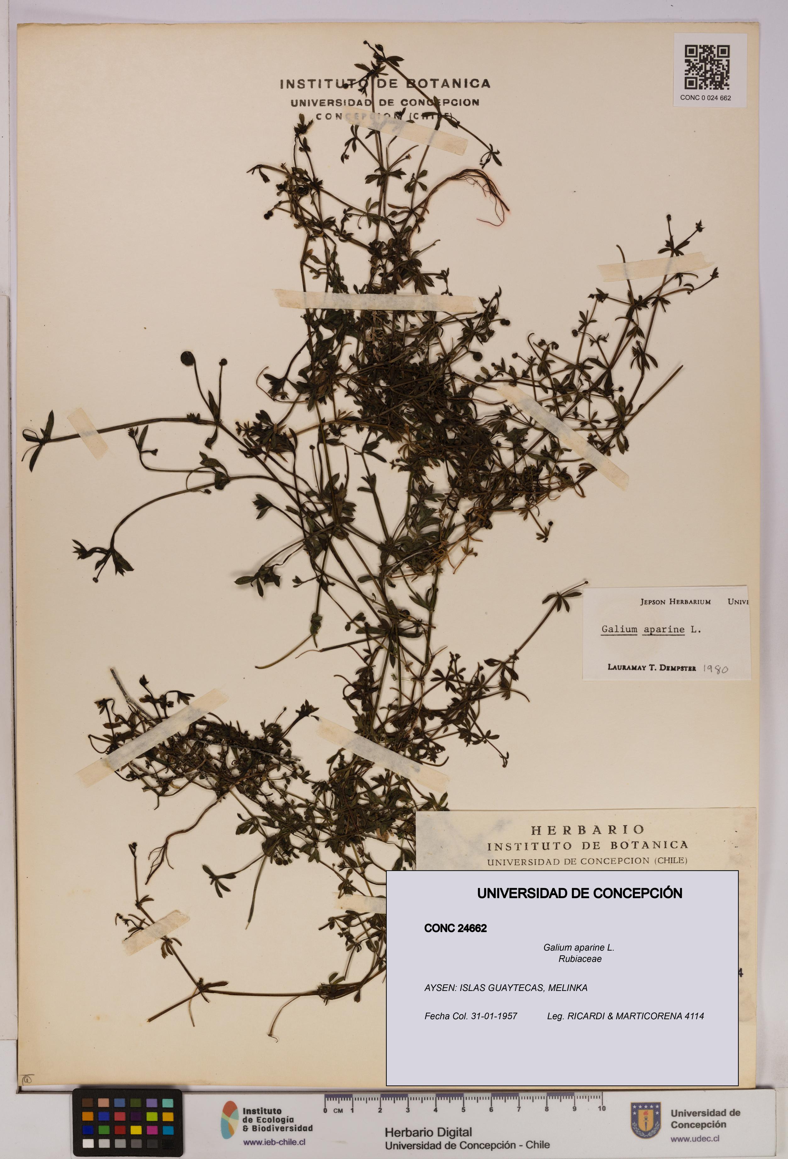 Galium aparine [Espécimen: UDEC:CONC:0024662]