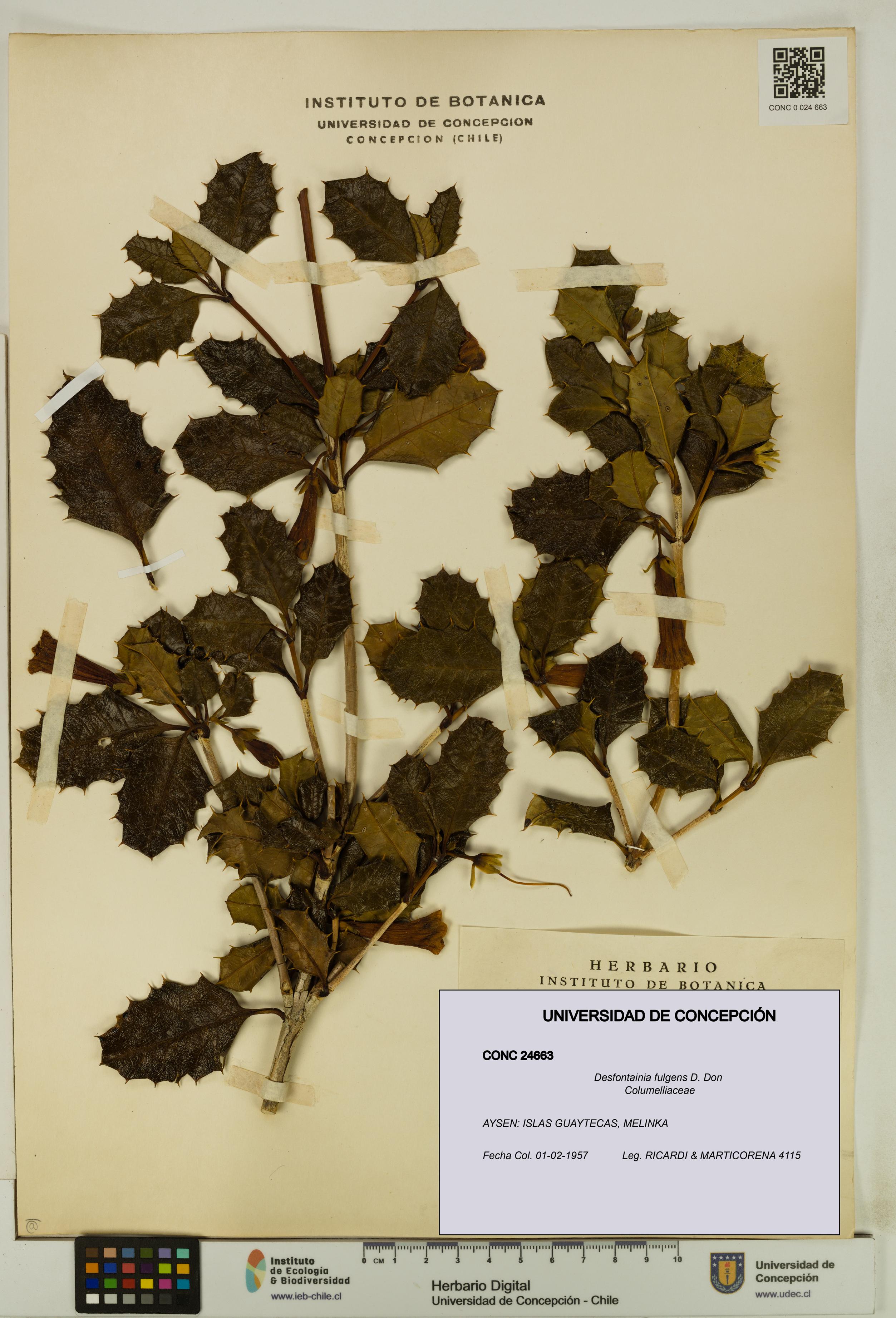 Desfontainia fulgens [Espécimen: UDEC:CONC:0024663]