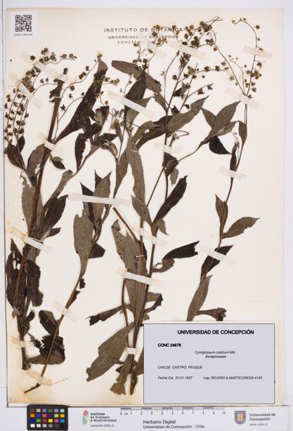 Cynoglossum creticum [Espécimen: ]