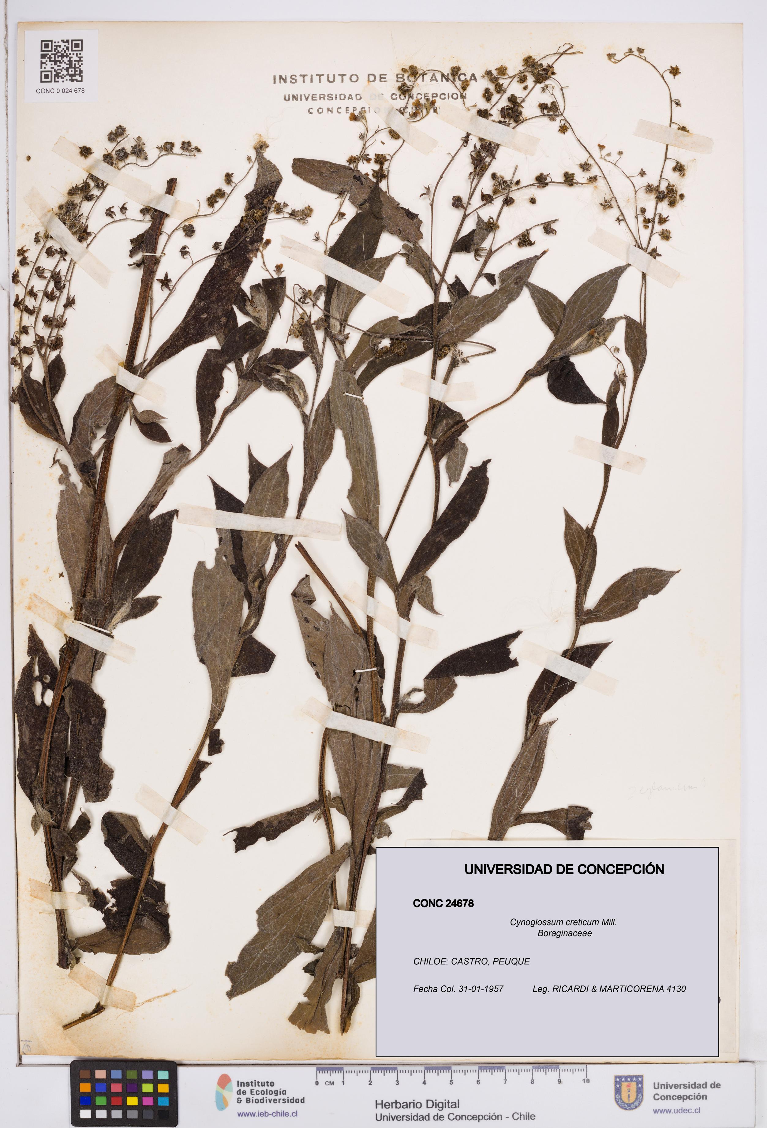 Cynoglossum creticum [Espécimen: ]