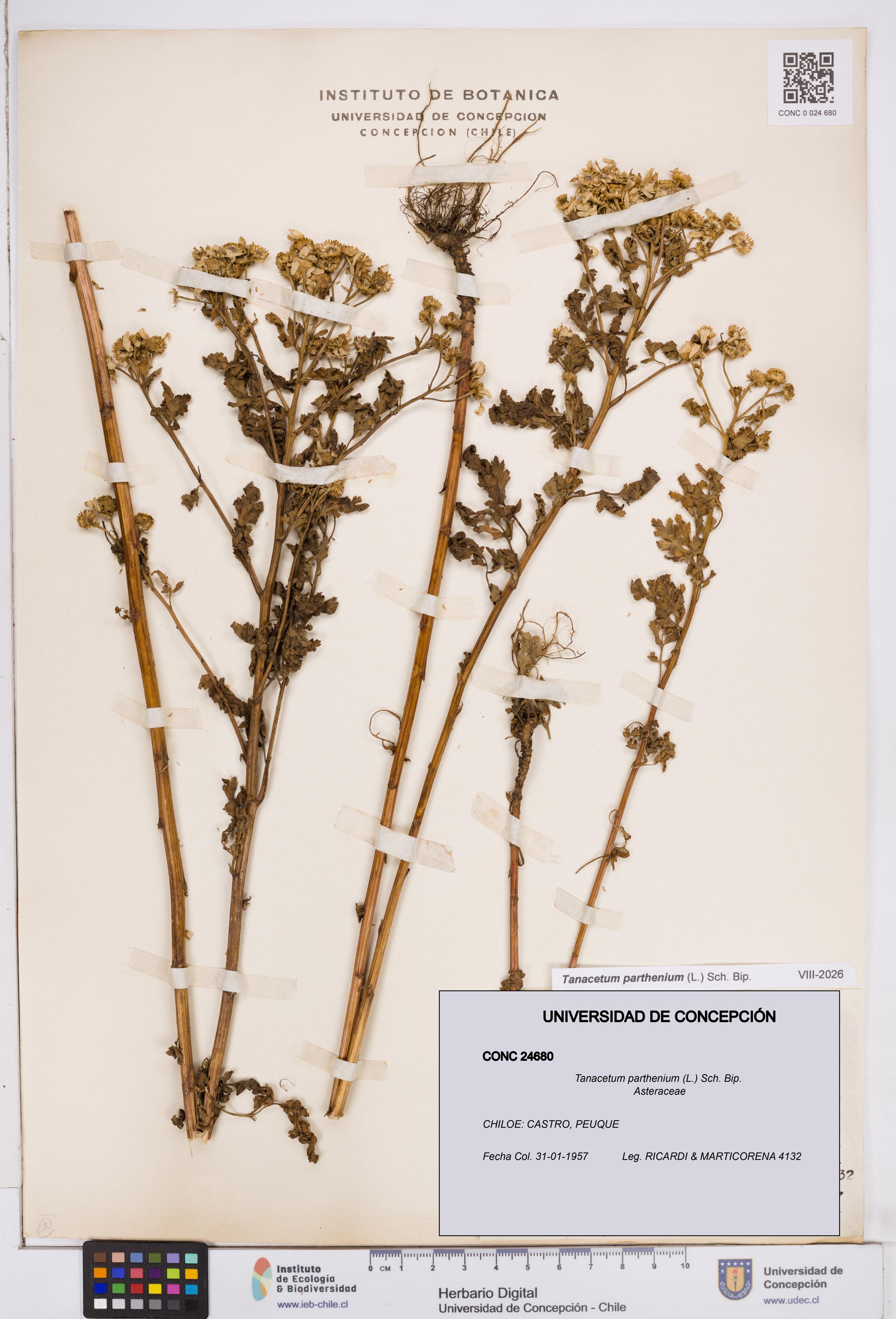 Tanacetum parthenium [Espécimen: ]