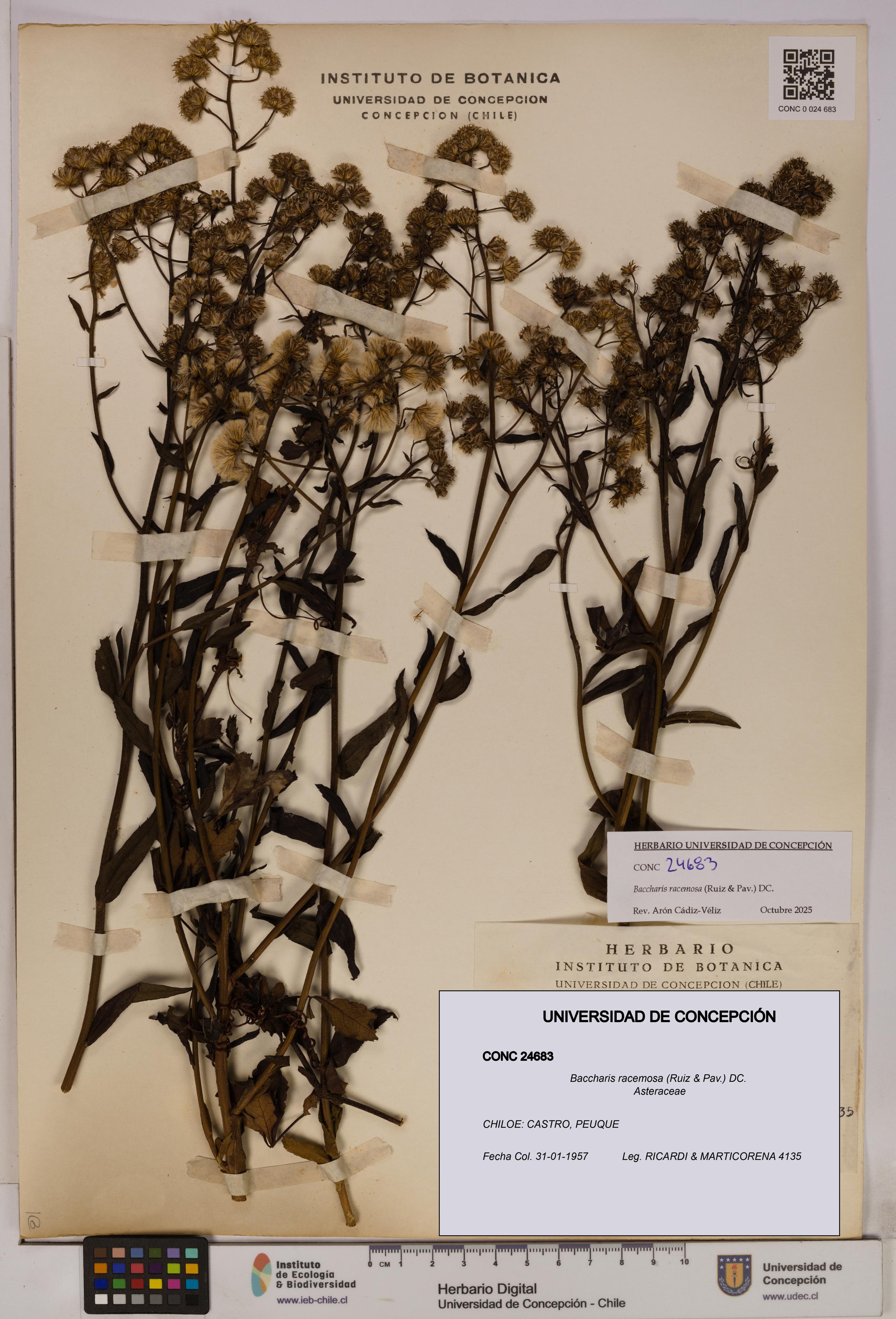 Baccharis racemosa [Espécimen: UDEC:CONC:0024683]