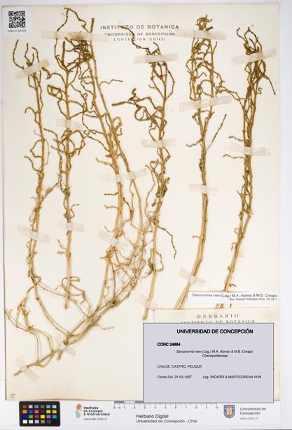 Sarcocornia neei [Espécimen: UDEC:CONC:0024684]