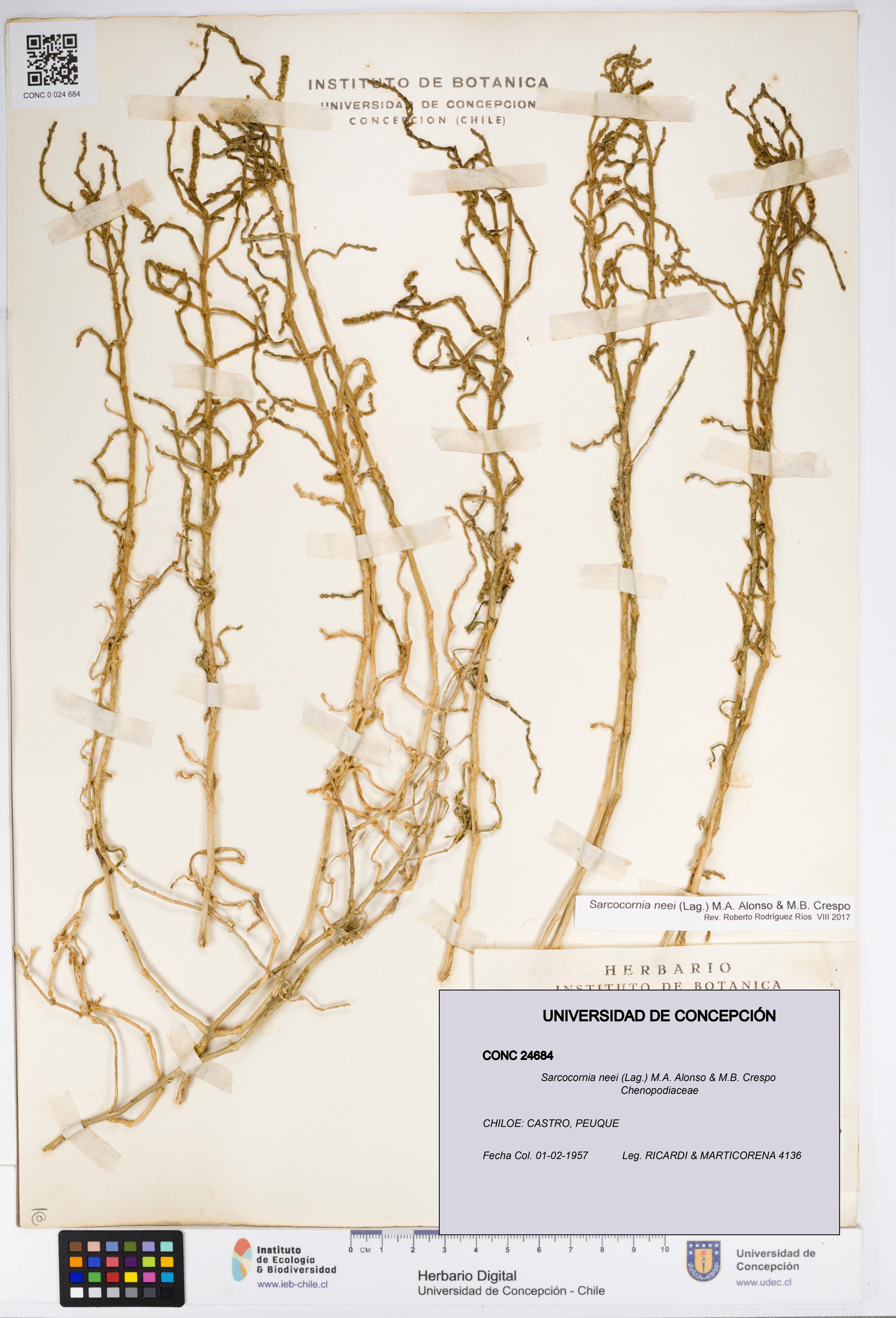 Sarcocornia neei [Espécimen: UDEC:CONC:0024684]