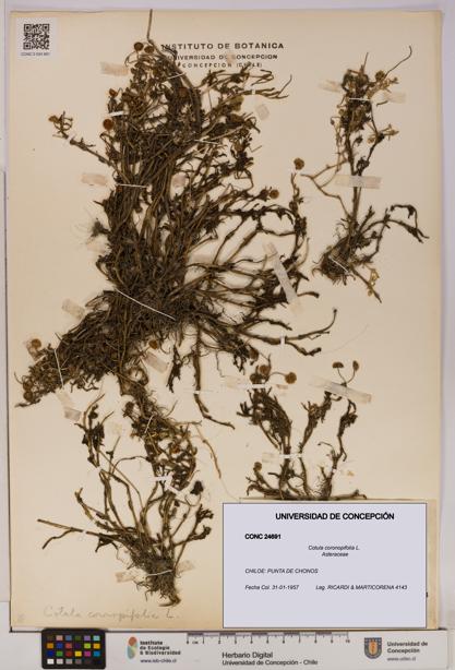 Cotula coronopifolia [Espécimen: UDEC:CONC:0024691]