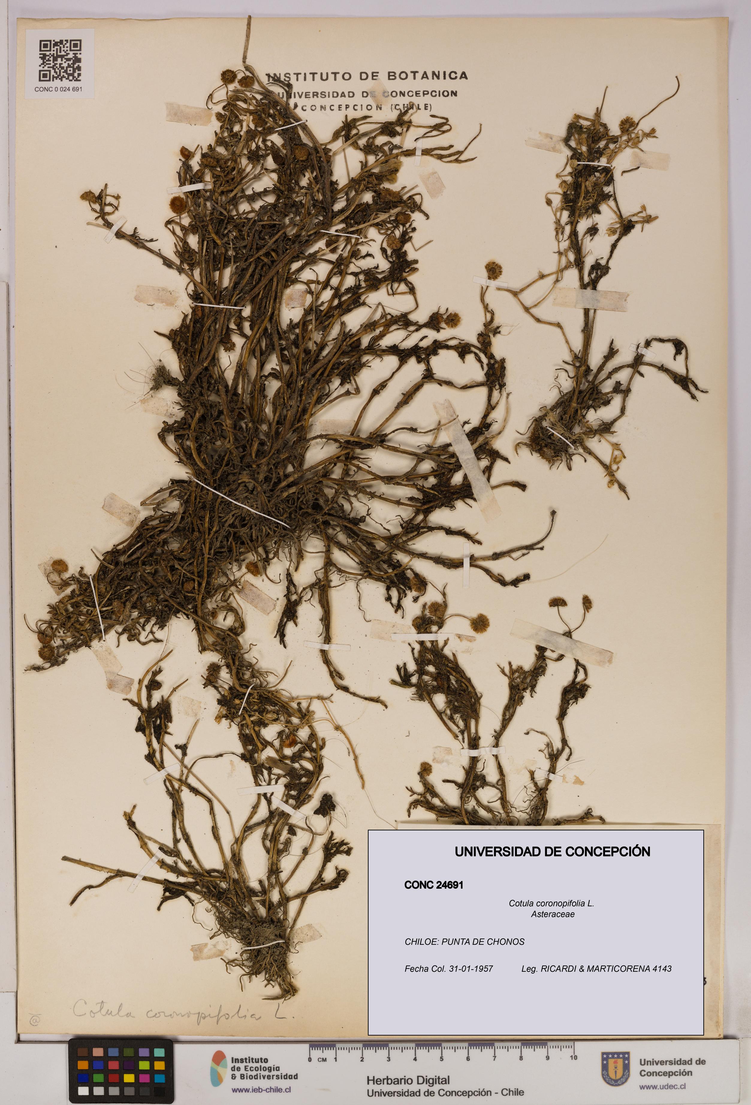 Cotula coronopifolia [Espécimen: UDEC:CONC:0024691]