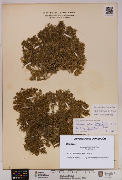 Spergularia media [Espécimen: UDEC:CONC:0024692]