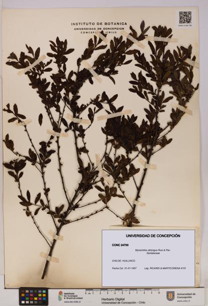 Myoschilos oblongus [Espécimen: UDEC:CONC:0024700]