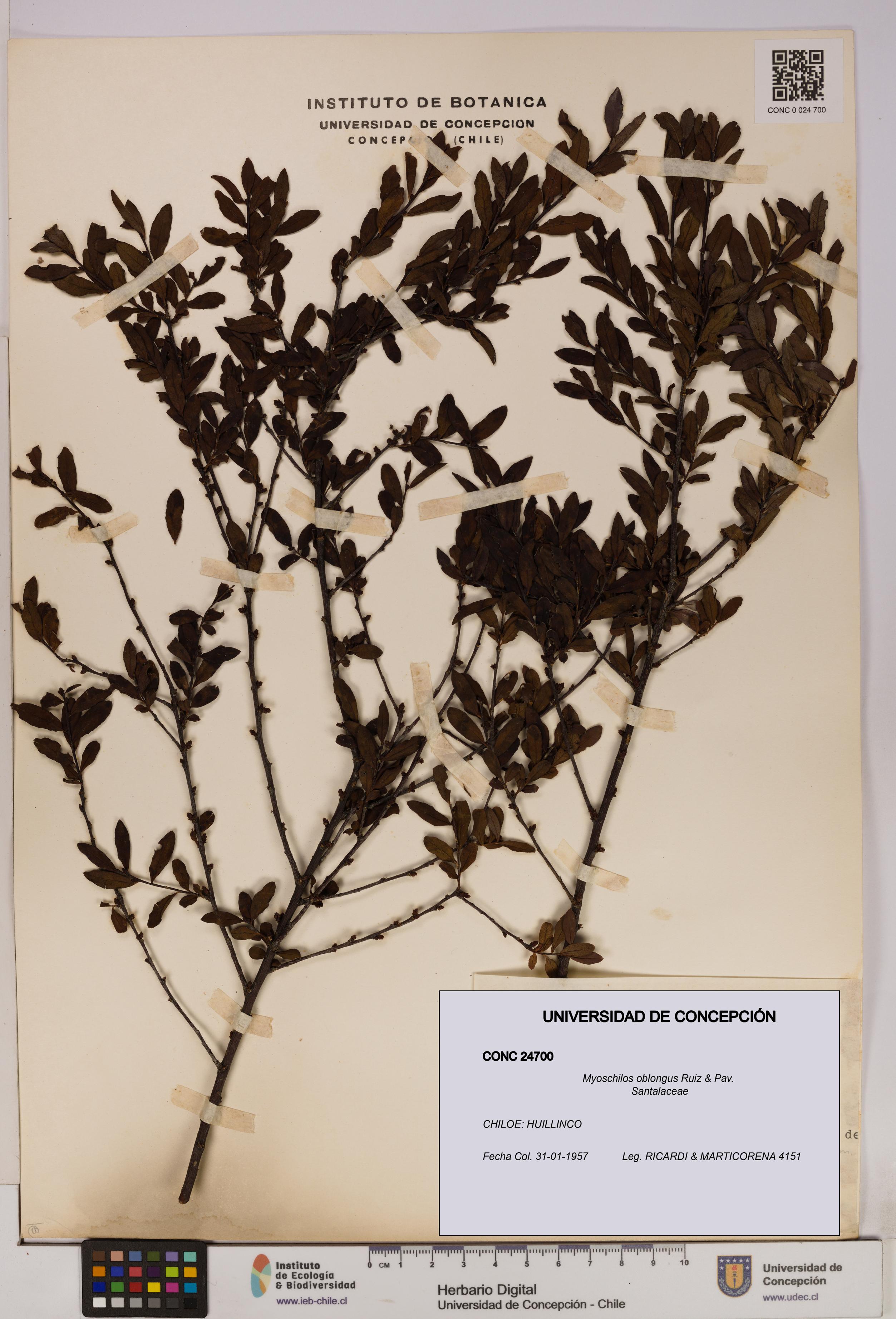 Myoschilos oblongus [Espécimen: UDEC:CONC:0024700]