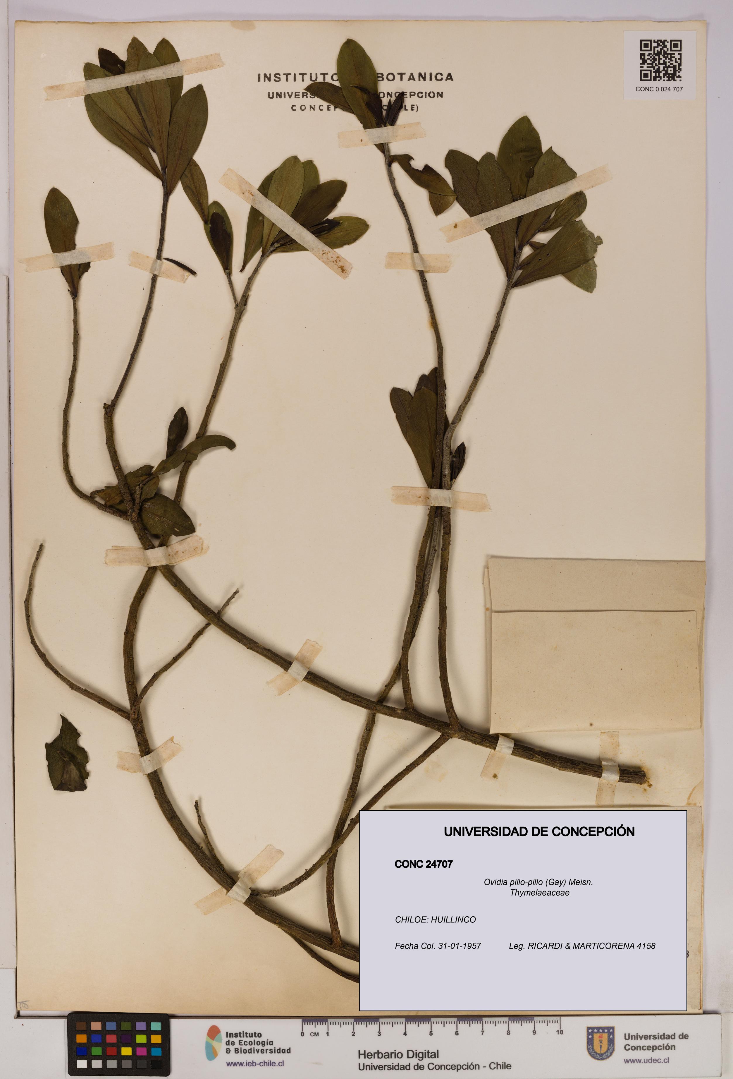 Ovidia pillo-pillo [Espécimen: UDEC:CONC:0024707]