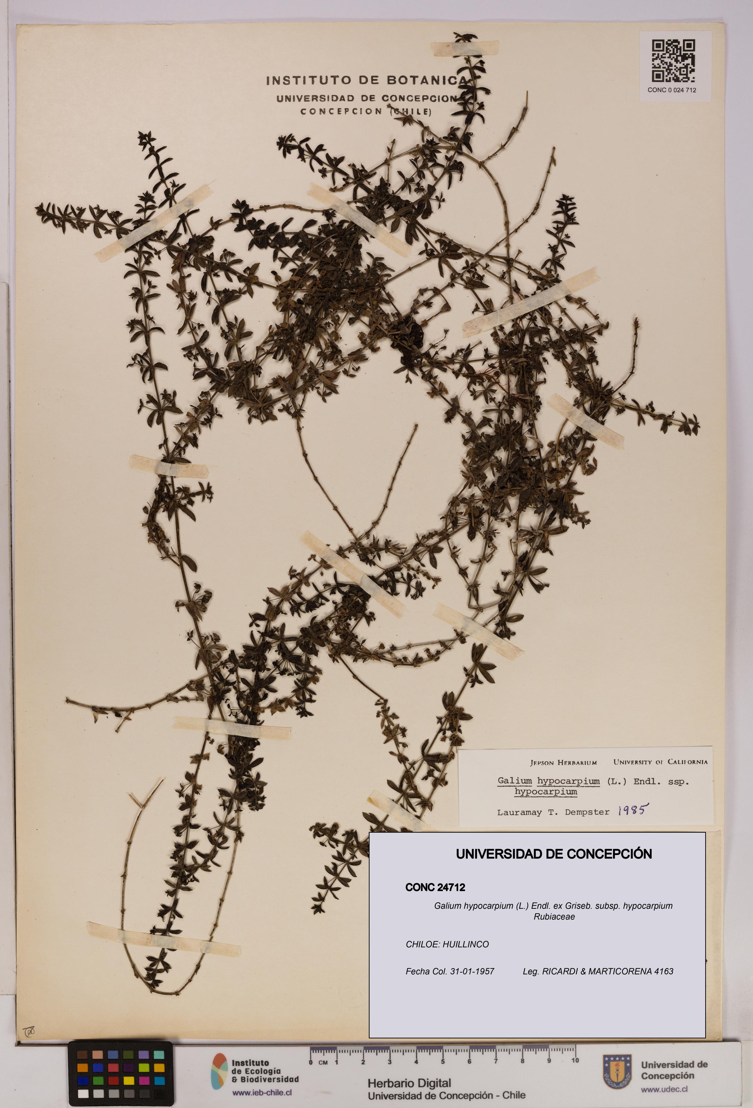 Galium hypocarpium subsp. hypocarpium [Espécimen: UDEC:CONC:0024712]