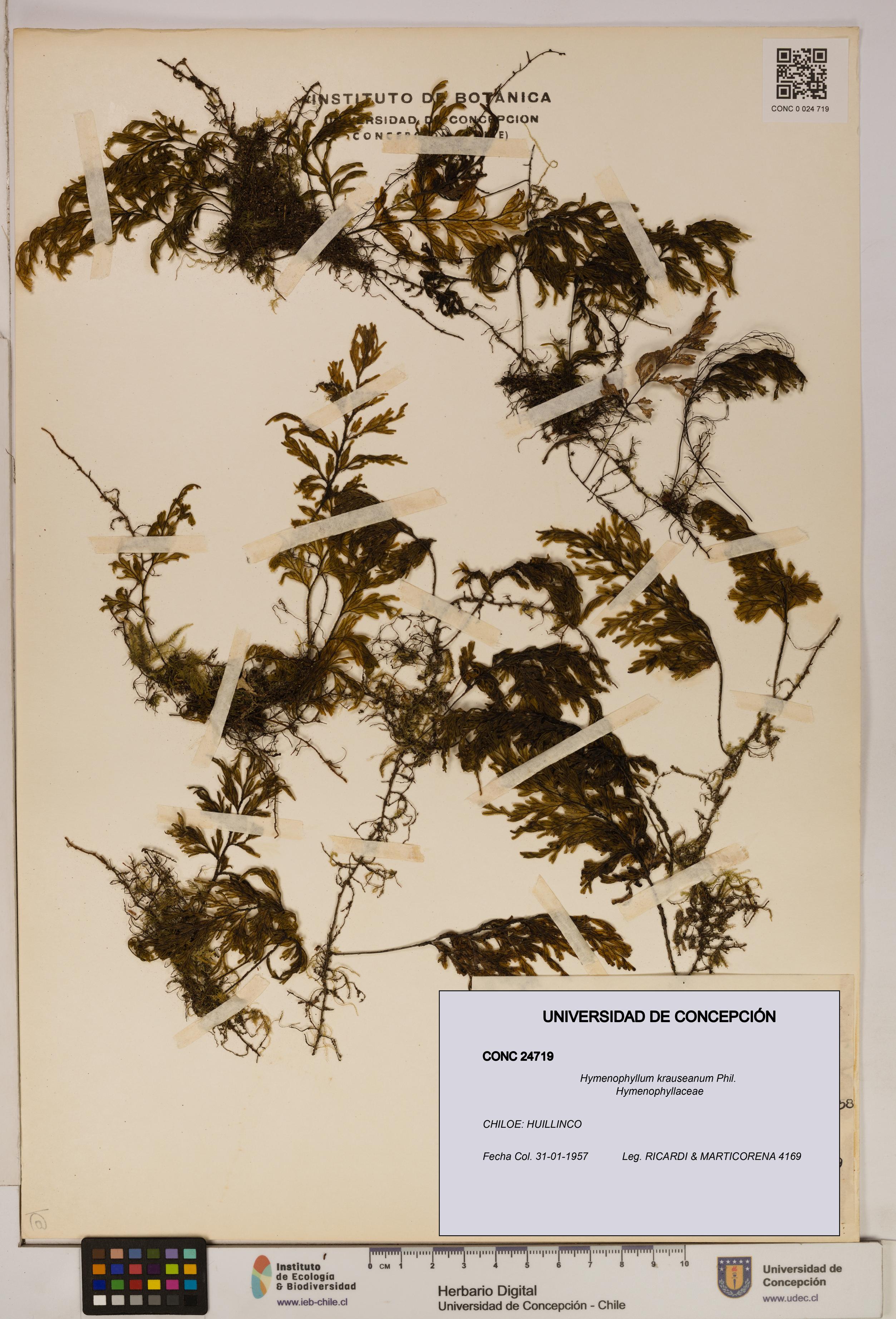 Hymenophyllum krauseanum [Espécimen: ]