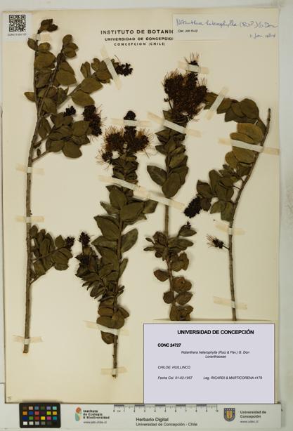 Notanthera heterophylla [Espécimen: UDEC:CONC:0024727]